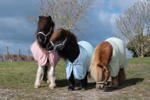 Rhinegold Mini Sorbet Fleece Rugs